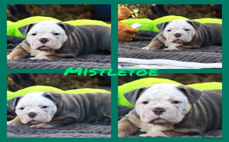 Olde English Bulldogge dogs Beautiful olde English bulldogs 🩷 - Advert 4