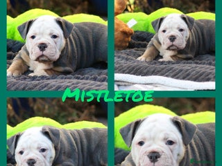 Olde English Bulldogge dogs Beautiful olde English bulldogs 🩷 - Advert 4