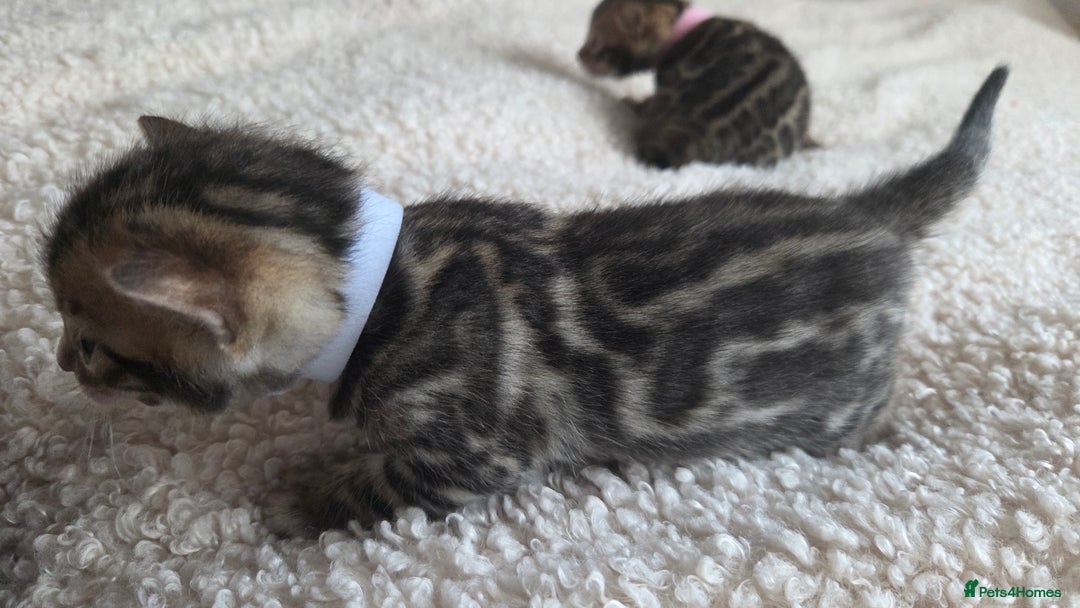 Bengal cats for sale: Georges Tica registered Bengal kittens  - Advert 15