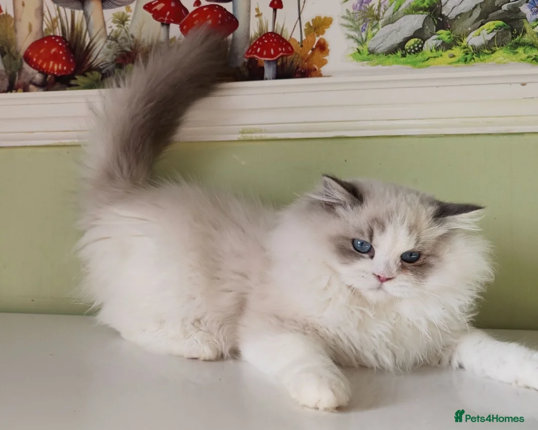 Ragdoll cats for sale: EU Sweet face Ragdoll TICA  - Advert 2