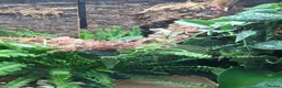 Frog reptiles for sale: 3 Borneo Eared Frogs w/setup in Hereford - Advert 3