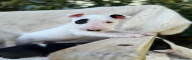 Dottie 