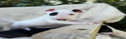 English Bull Terrier dogs for sale: Champion Bloodline English Bull Terrier Puppies - Advert 19