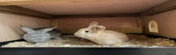 Mixed Breed rabbits for sale: Mini Rex crosses  - Advert 2
