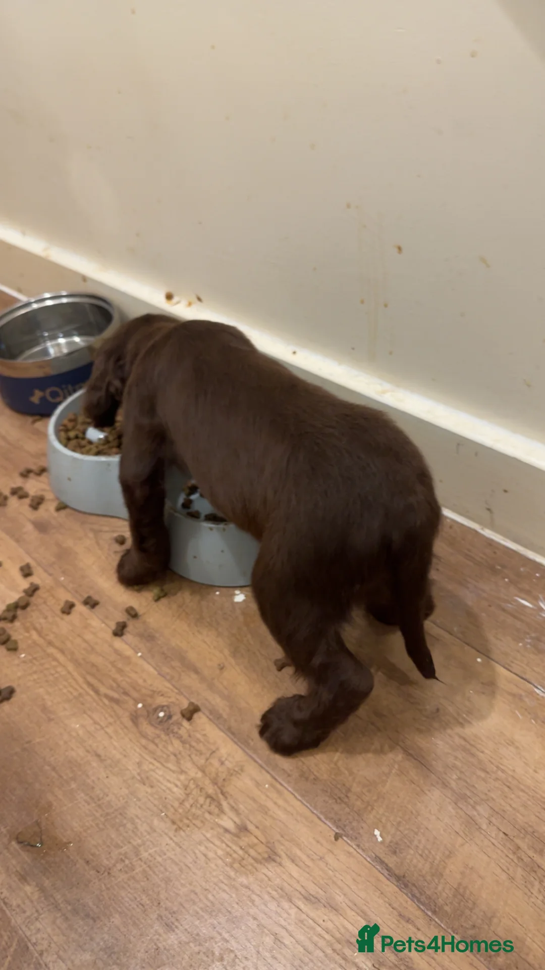 Cocker Spaniel dogs for sale: cocker spaniel - Advert 2