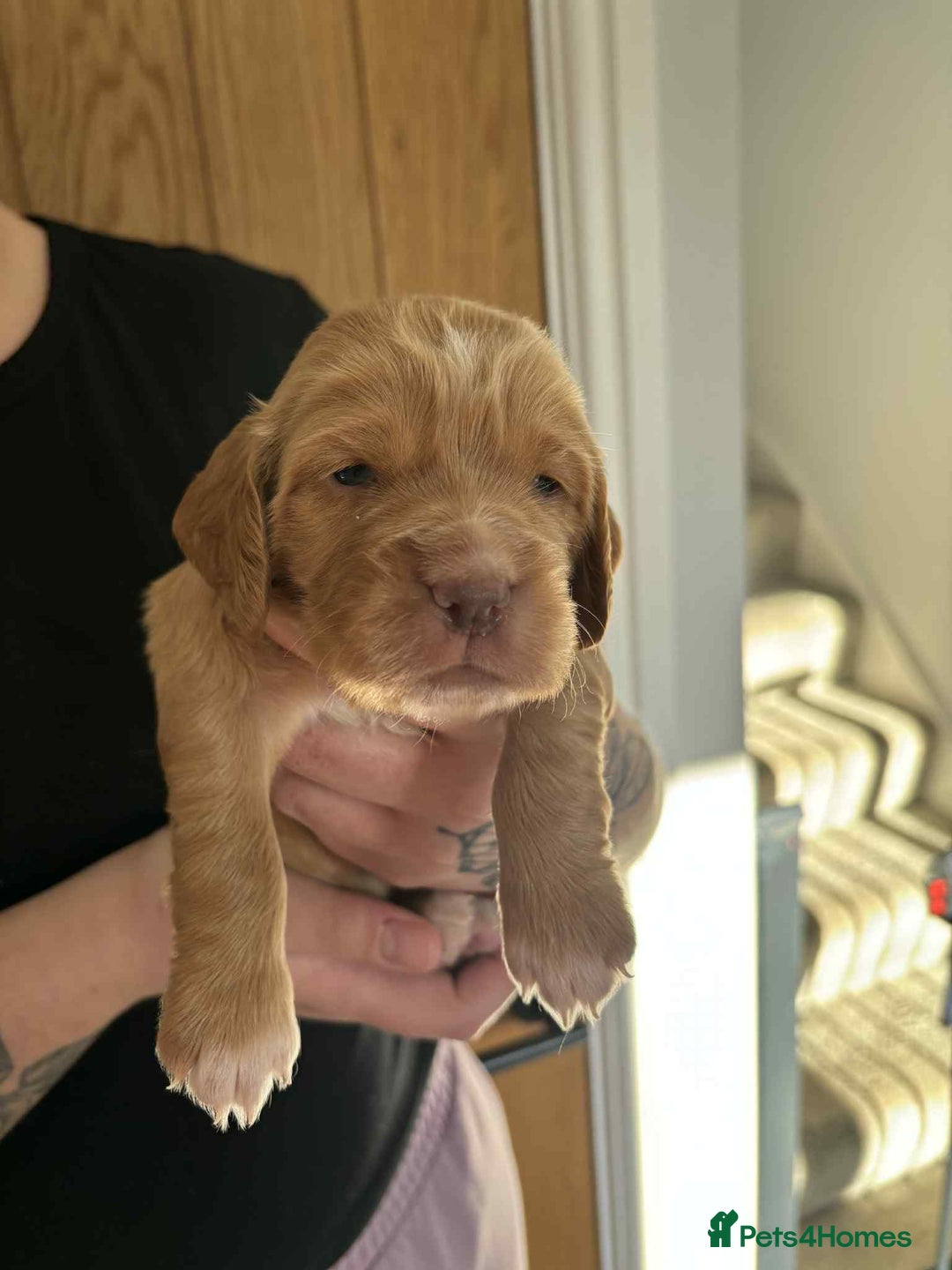 Cocker Spaniel dogs for sale: Working Cocker Spaniel Puppies - Advert 2