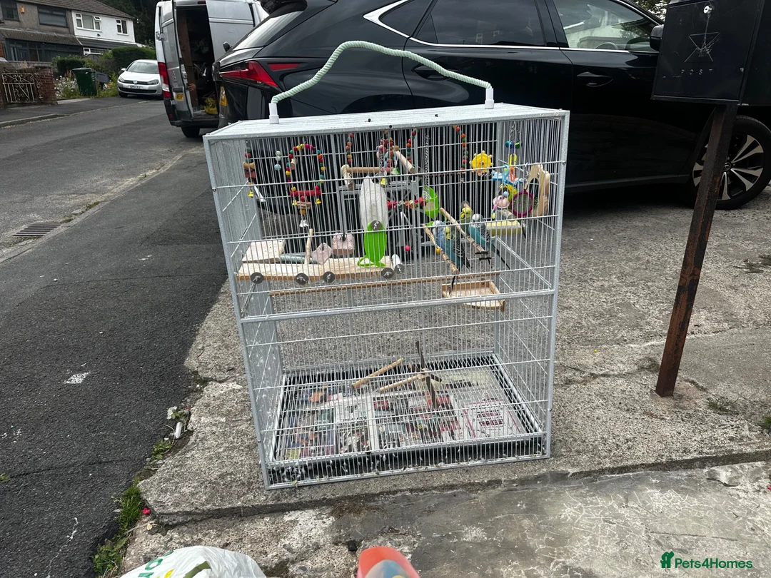 Budgerigars birds for sale: Beautiful budgies  - Advert 1