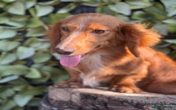 Dachshund dogs for sale: 2 beautiful male dachshund adult dogs for sale  - Image 10