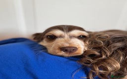 Cocker Spaniel dogs for sale: Last 2 boys fully vaccinated health checked  - Image 27