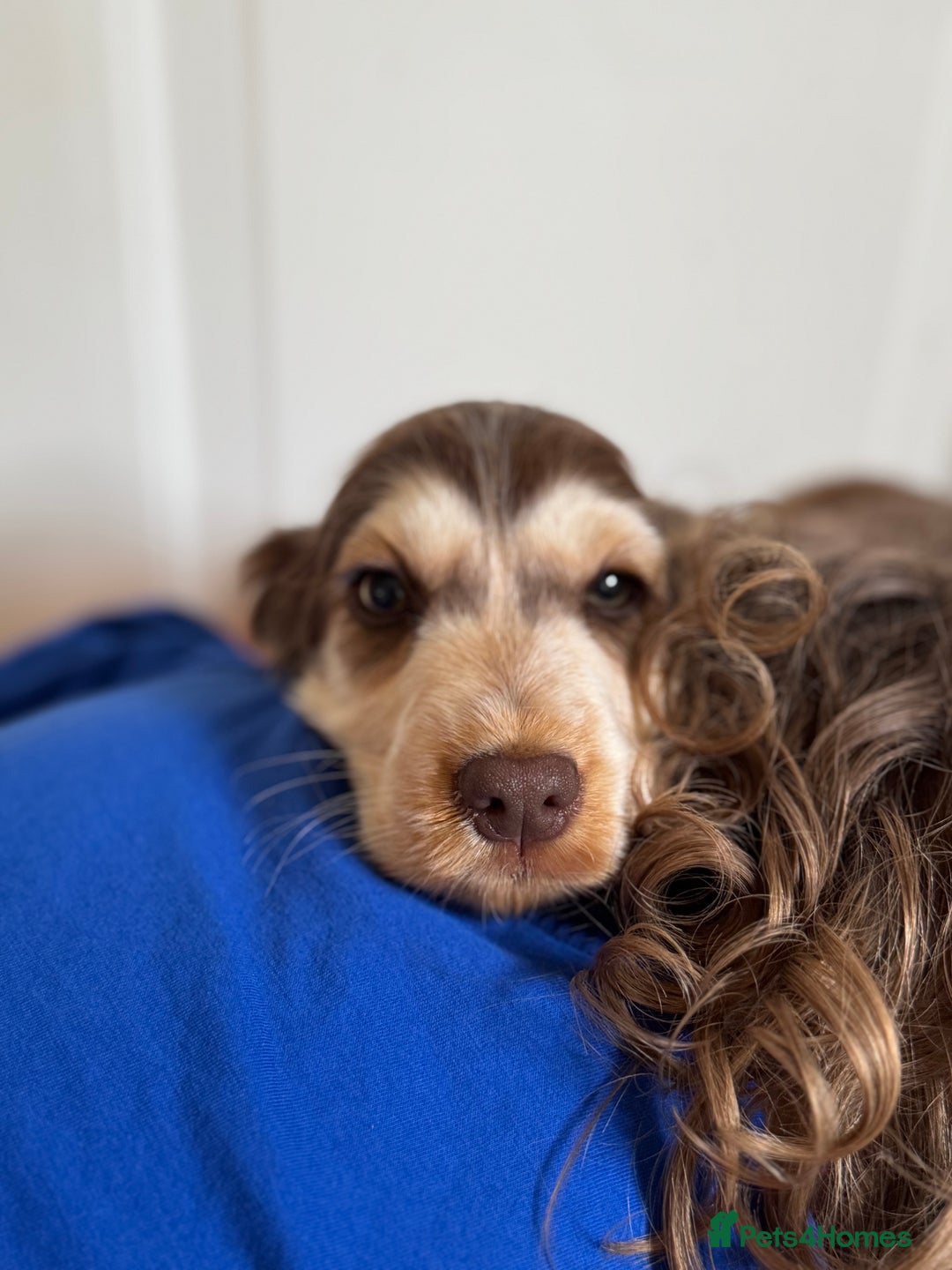 Cocker Spaniel dogs for sale: Last 2 boys fully vaccinated health checked  - Image 27