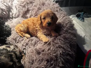 Cockapoo dogs FB1 cockapoo pups - Advert 4