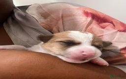 Mixed Breed dogs for sale: 🐾 Loving Homes Wanted for Two Puppies & Dad 🐾 - Image 26
