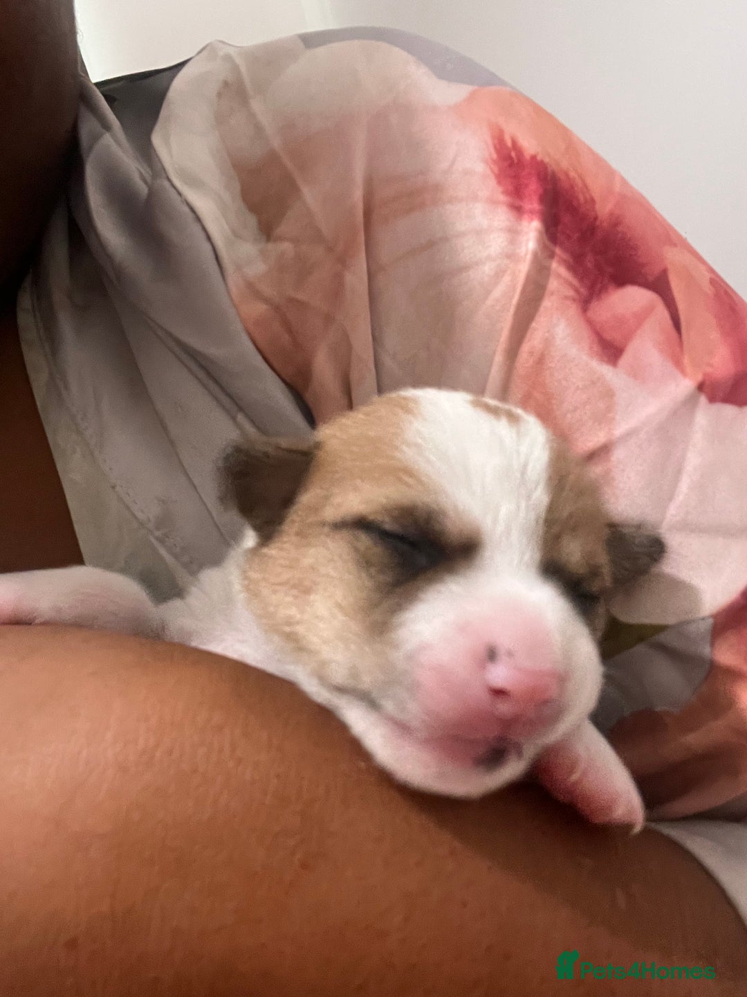 Mixed Breed dogs for sale: 🐾 Loving Homes Wanted for Two Puppies & Dad 🐾 - Image 26