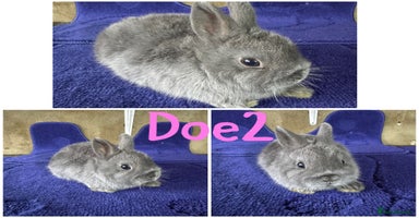 Netherland Dwarf rabbits - Advert 9