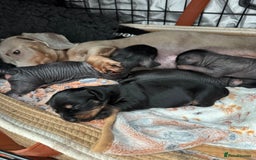Dachshund dogs for sale: unique dachshund cross hairless Chines crested  - Image 2