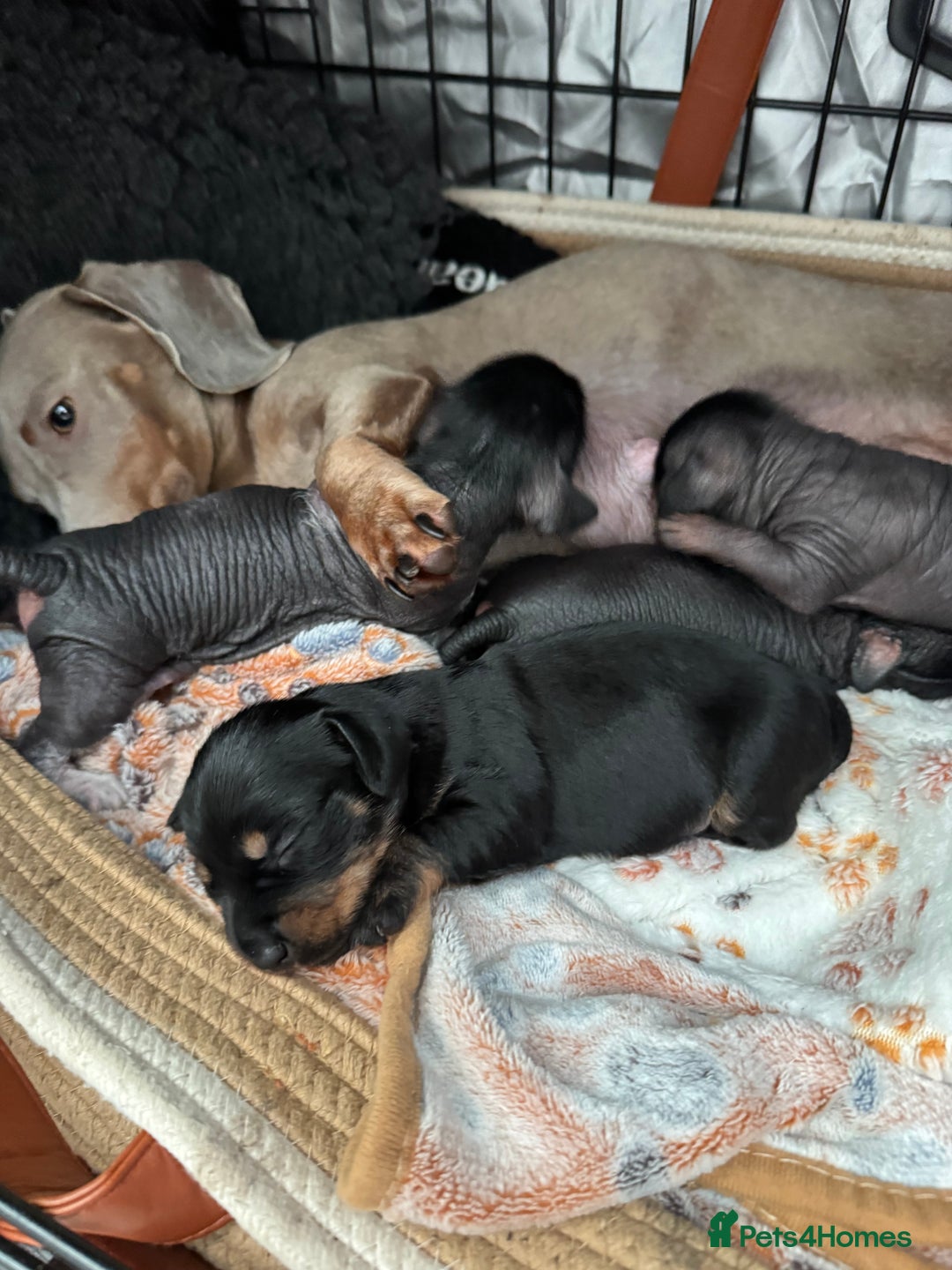 Dachshund dogs for sale: unique dachshund cross hairless Chines crested  - Image 2