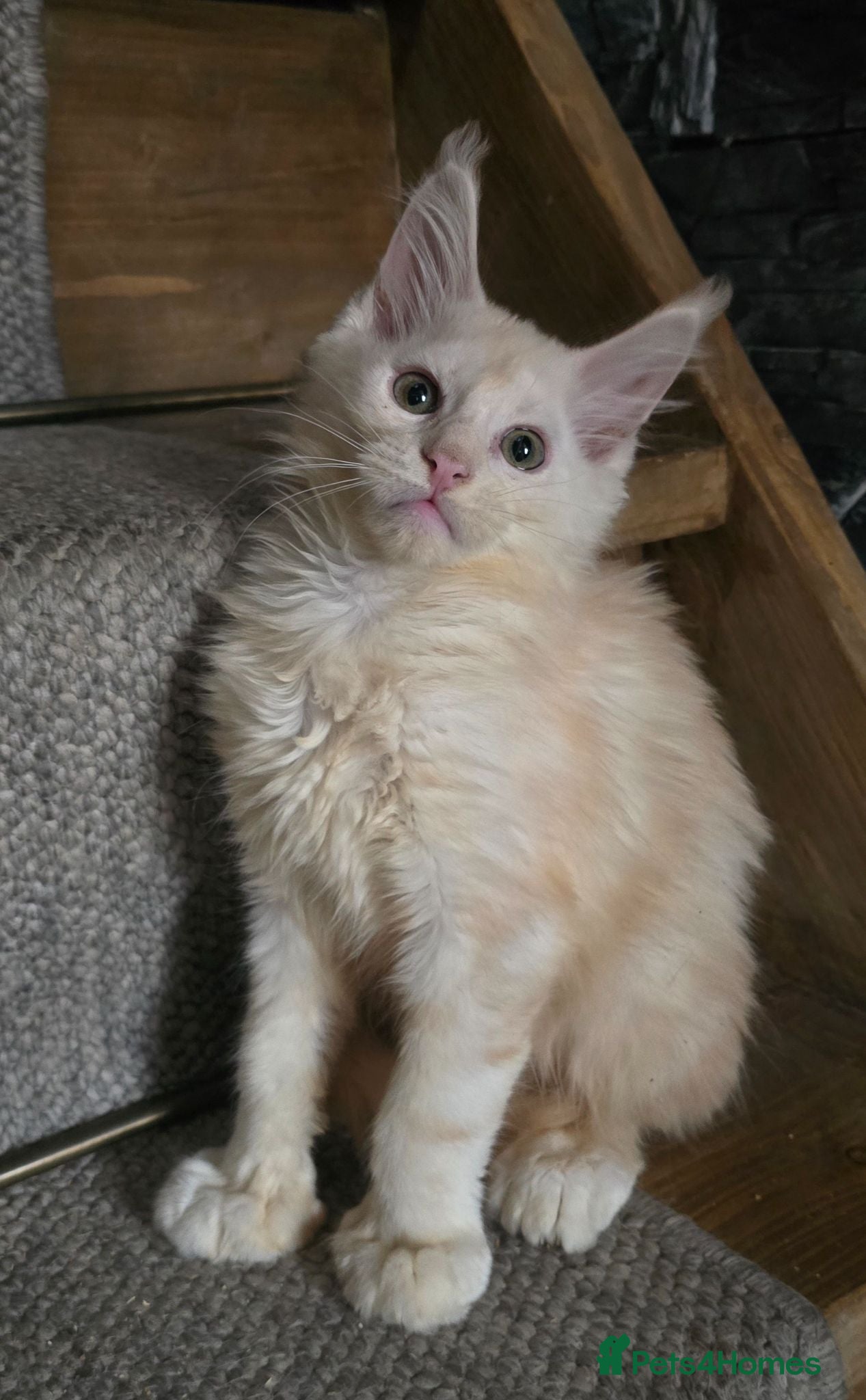 Maine Coon cats Ready now Boy   - Advert 2