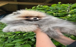 Pomeranian dogs for sale:  KC REGISTERED female - Image 6