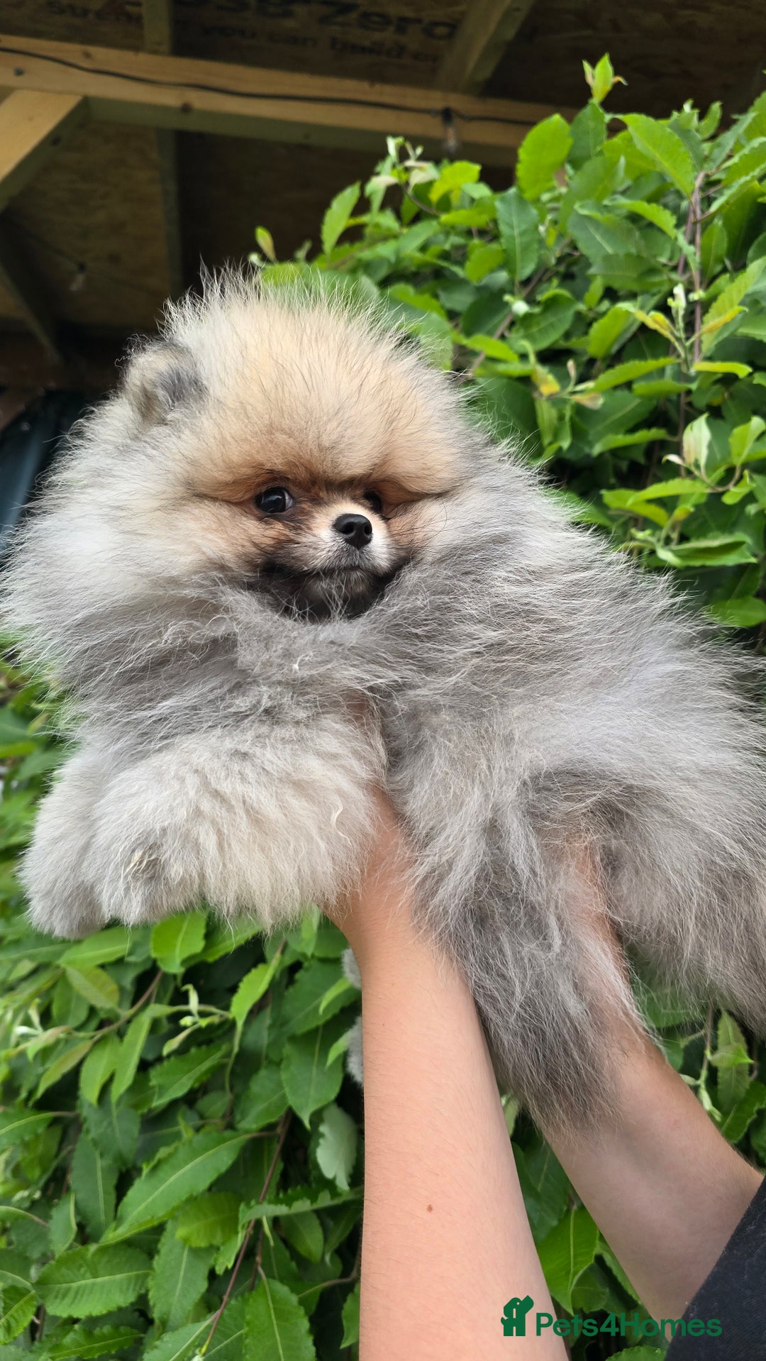 Pomeranian dogs for sale:  KC REGISTERED female - Image 6