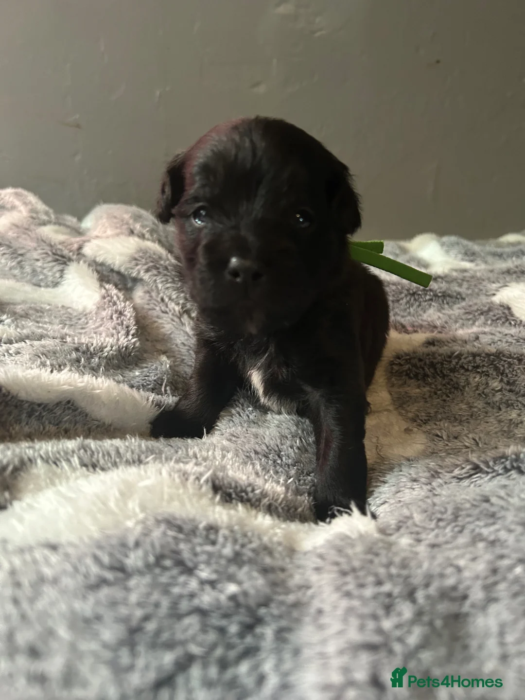 Mixed Breed dogs for sale: Patterdale terrier cross puppies  - Advert 22