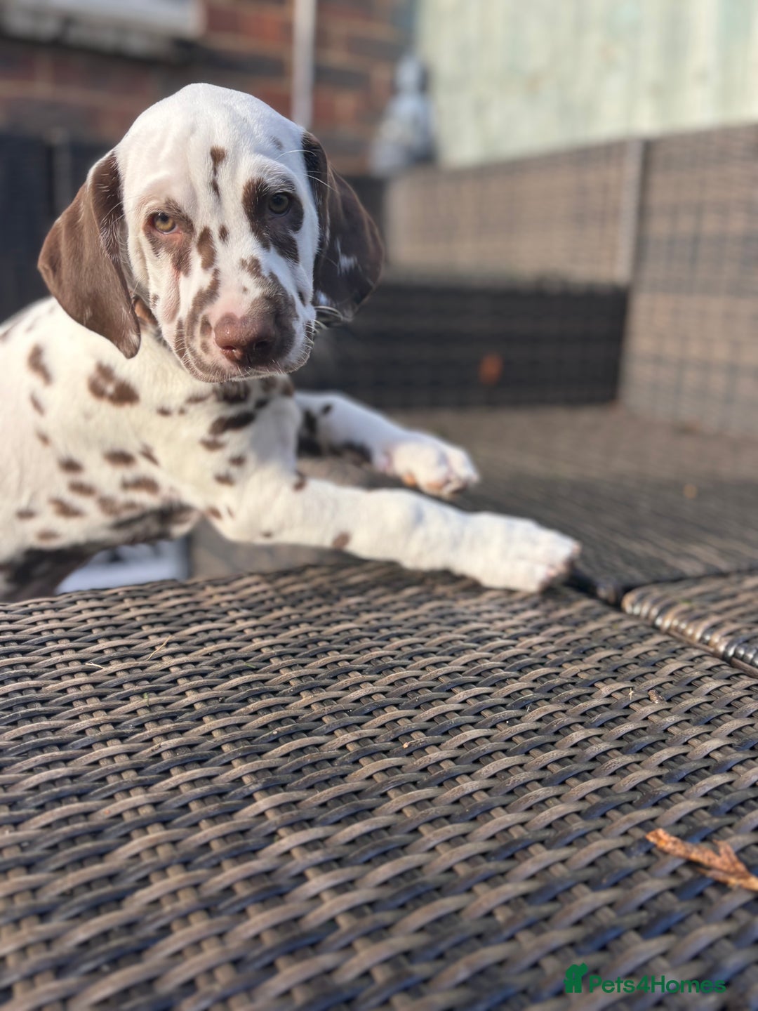 Dalmatian dogs for sale: Stunning mixed litter of Dalmatians  - Advert 36