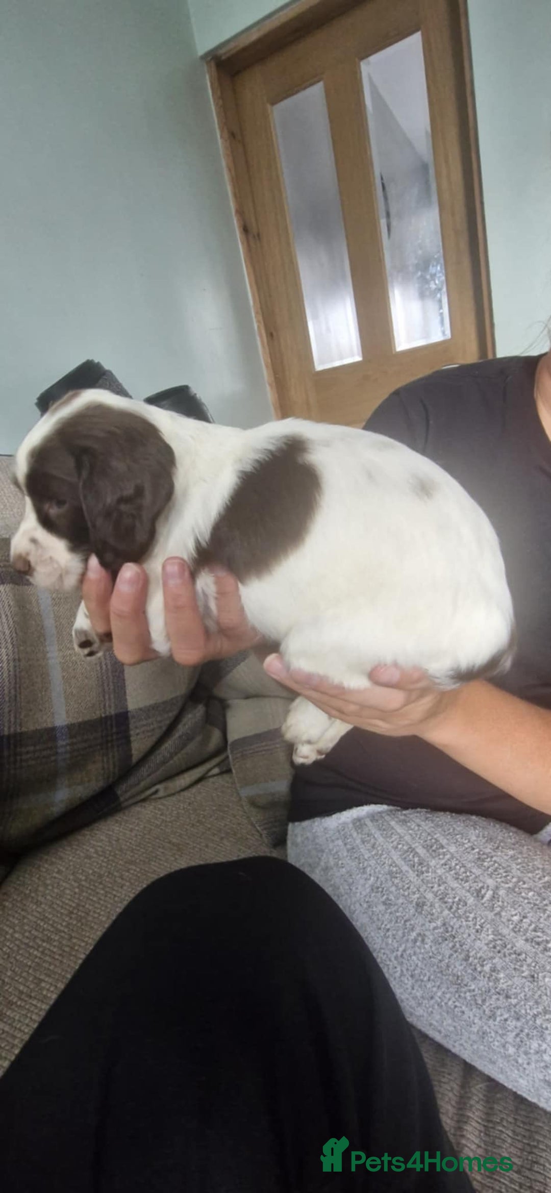 Sprocker dogs for sale: Sprocker puppies  - Image 7