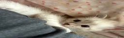 Mixed Breed cats for sale: Bengal cross ragdoll kittens - Advert 12