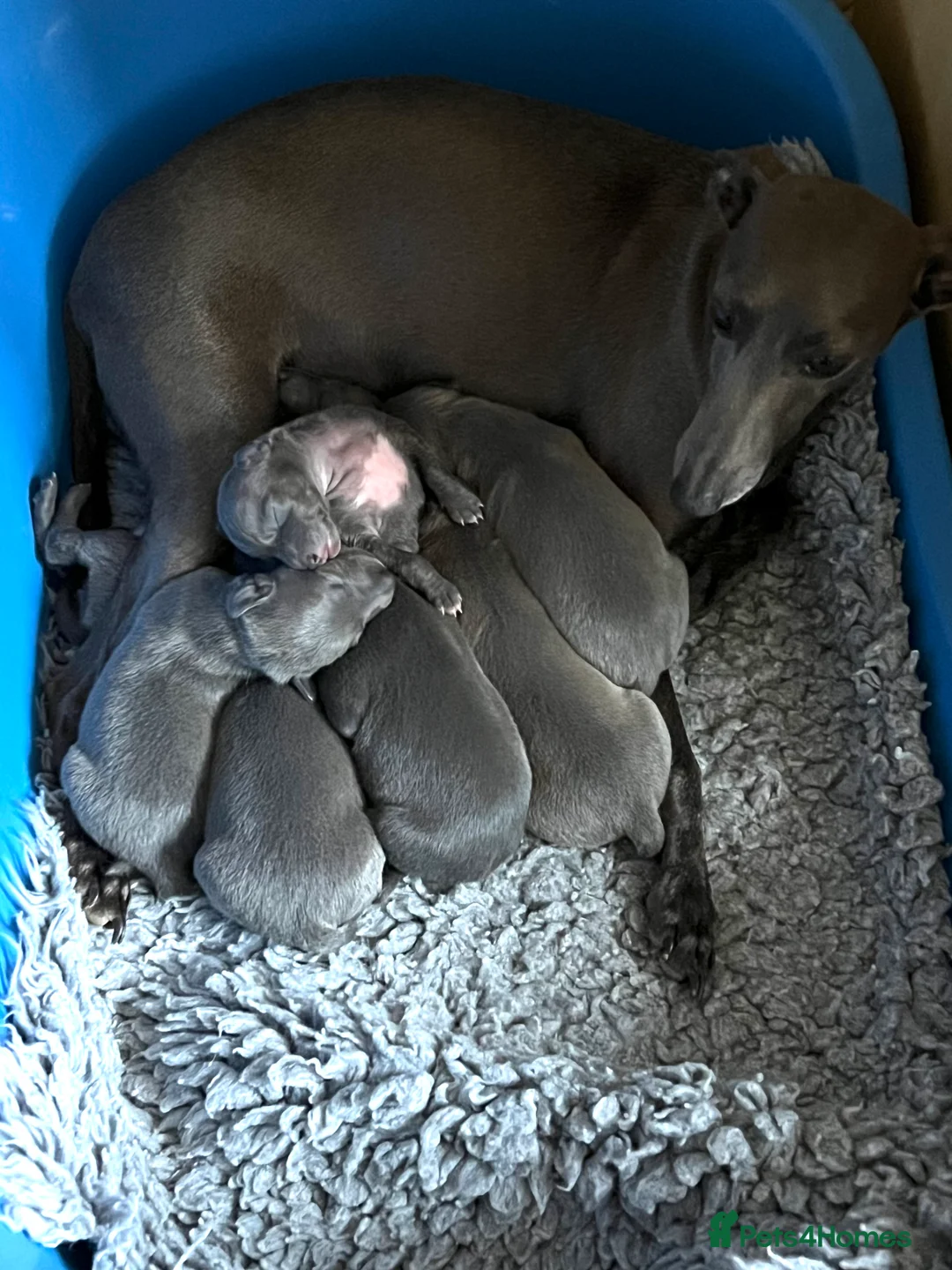 Italian Greyhound dogs for sale:     Italian Greyhound. Babies  - Advert 27