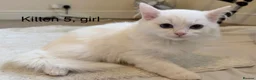 Siberian cats for sale: Beautiful Blue-Eyed Siberian Kittens - Advert 18