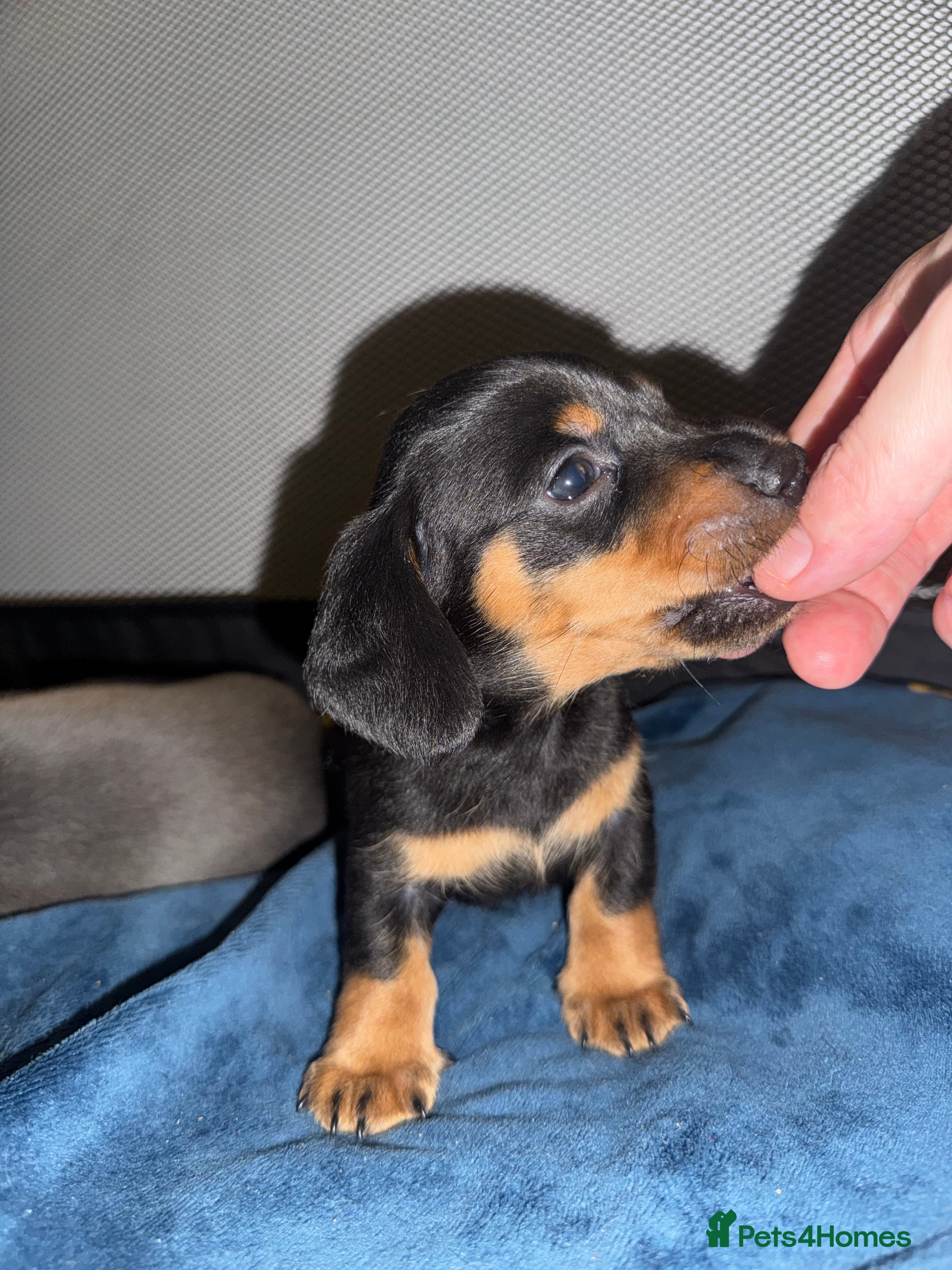 Miniature Dachshund dogs Miniature dachshund - Advert 1