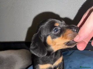 Miniature Dachshund dogs Miniature dachshund - Advert 1