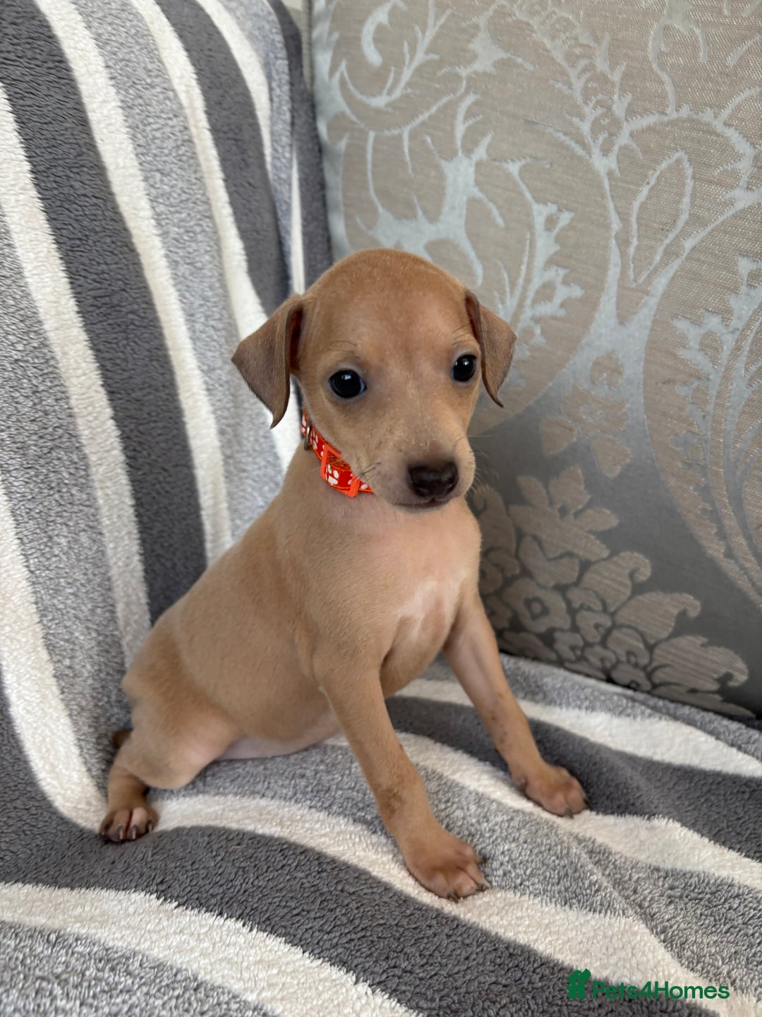 Italian Greyhound dogs for sale: Beautiful Italian Greyhound puppies - Image 16