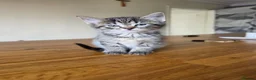 Mixed Breed cats for sale: Kittens for sale in Rhyl - Advert 3