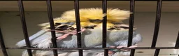 Budgerigars birds for sale: exhibition budgies in Coventry - Advert 1