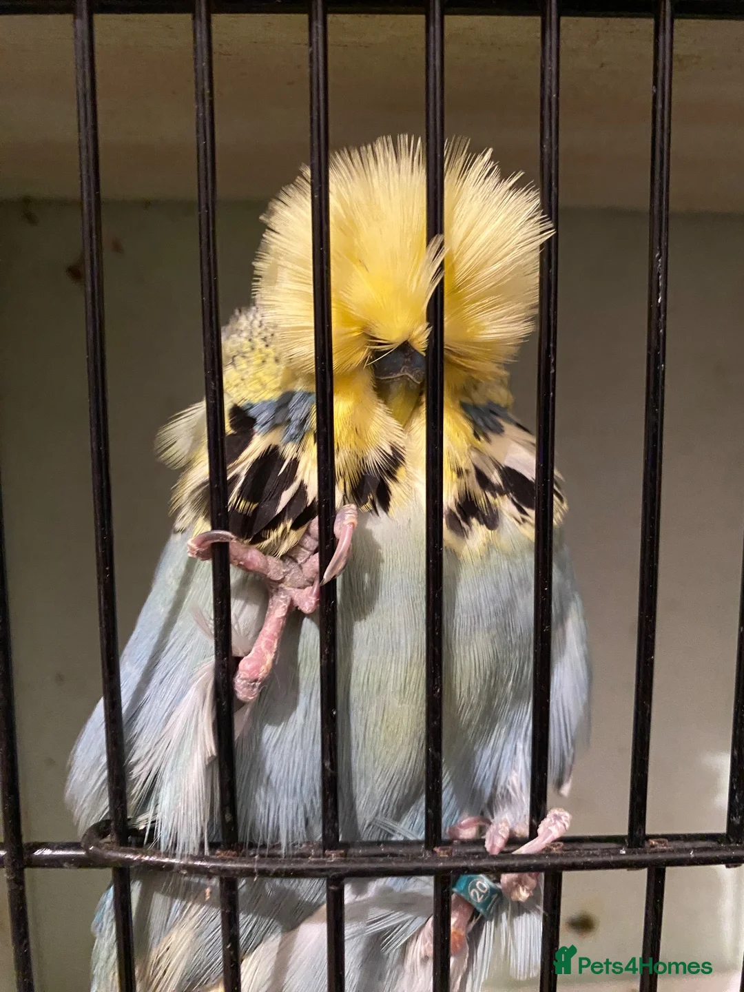 Budgerigars birds for sale: exhibition budgies in Coventry - Advert 1