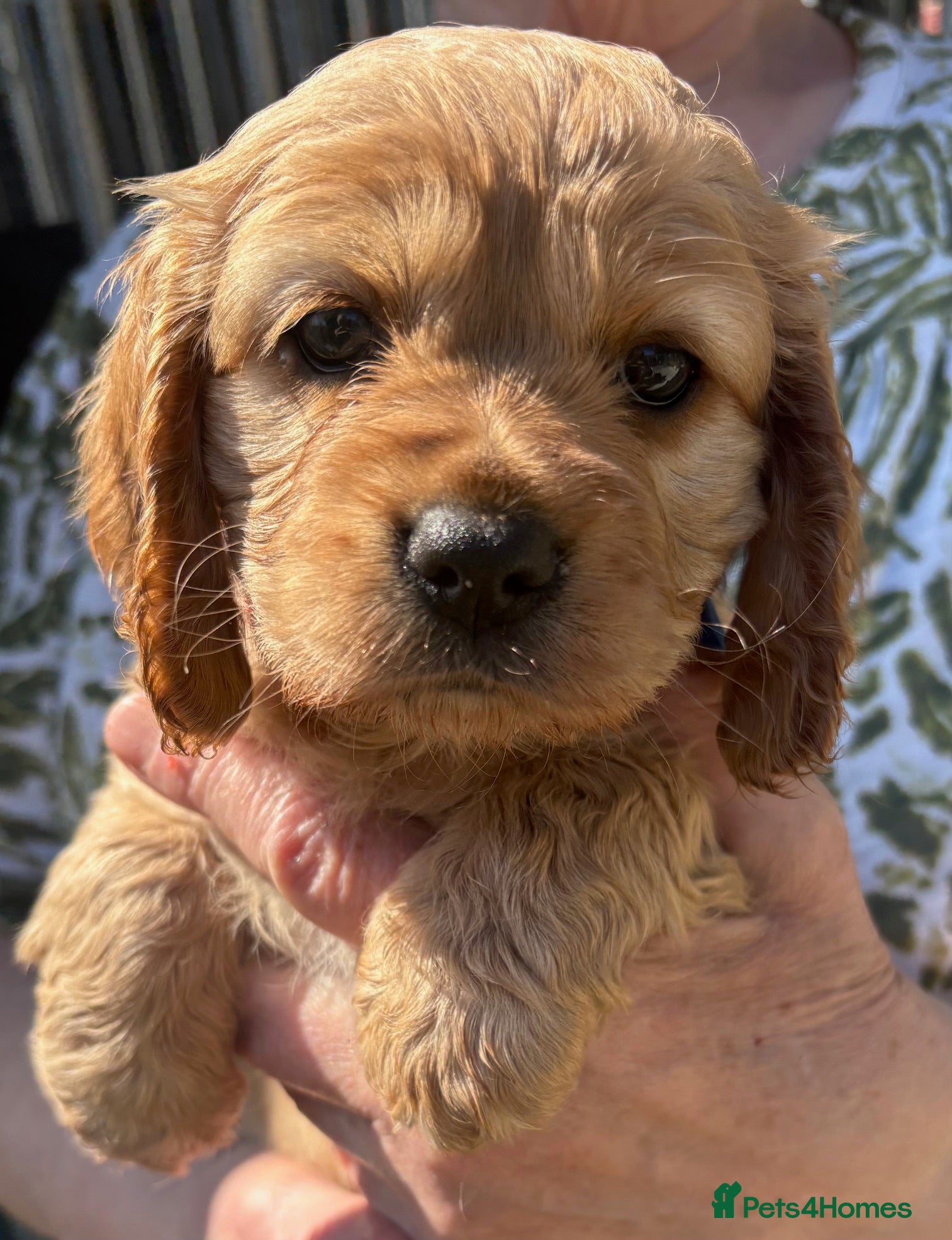 Cockalier dogs 3 BEAUTIFUL COCKERLIER PUPPIES - Advert 2