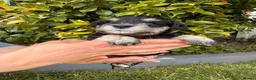 Miniature Schnauzer dogs for sale: Beautiful Black And Silver Mini Schnauzer Puppies - Advert 8
