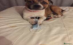 Staffordshire Bull Terrier dogs for stud: Proven Staffordshire Bull Terrier for Stud  - Image 6