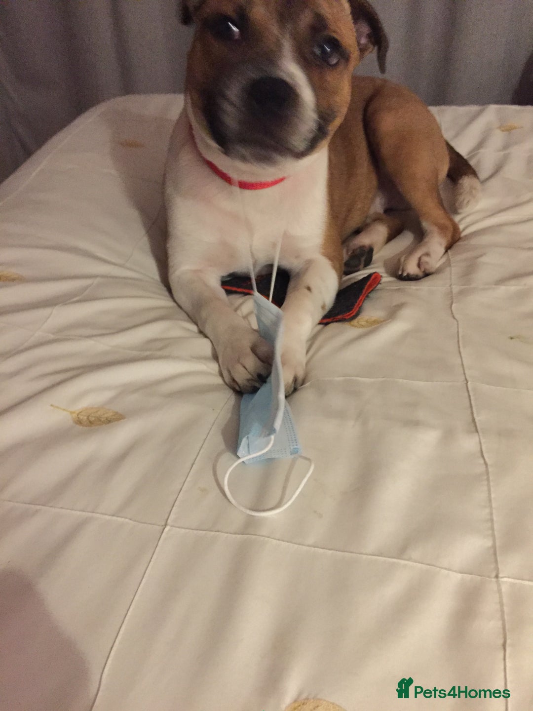 Staffordshire Bull Terrier dogs for stud: Proven Staffordshire Bull Terrier for Stud  - Image 6