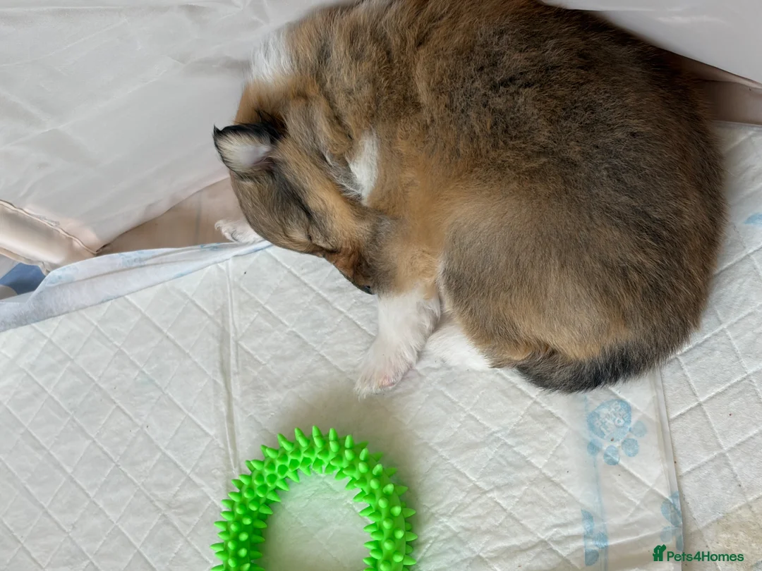 Shetland Sheepdog dogs for sale: Shetland Sheepdog Puppies in Glasgow - Advert 2