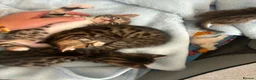 Bengal cats for sale: Bengal kittens for sale  - Advert 3