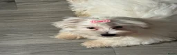 Havanese dogs for sale: Beautiful havanese puppies ready to go!  - Advert 9