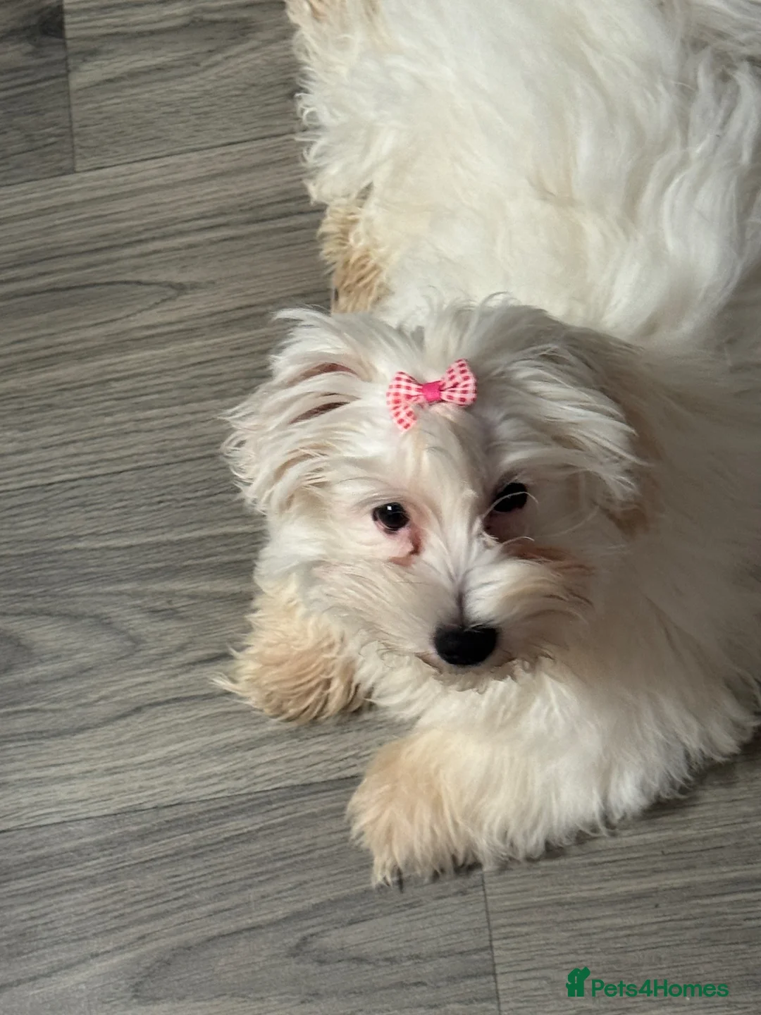 Havanese dogs for sale: Beautiful havanese puppies ready to go!  - Advert 9
