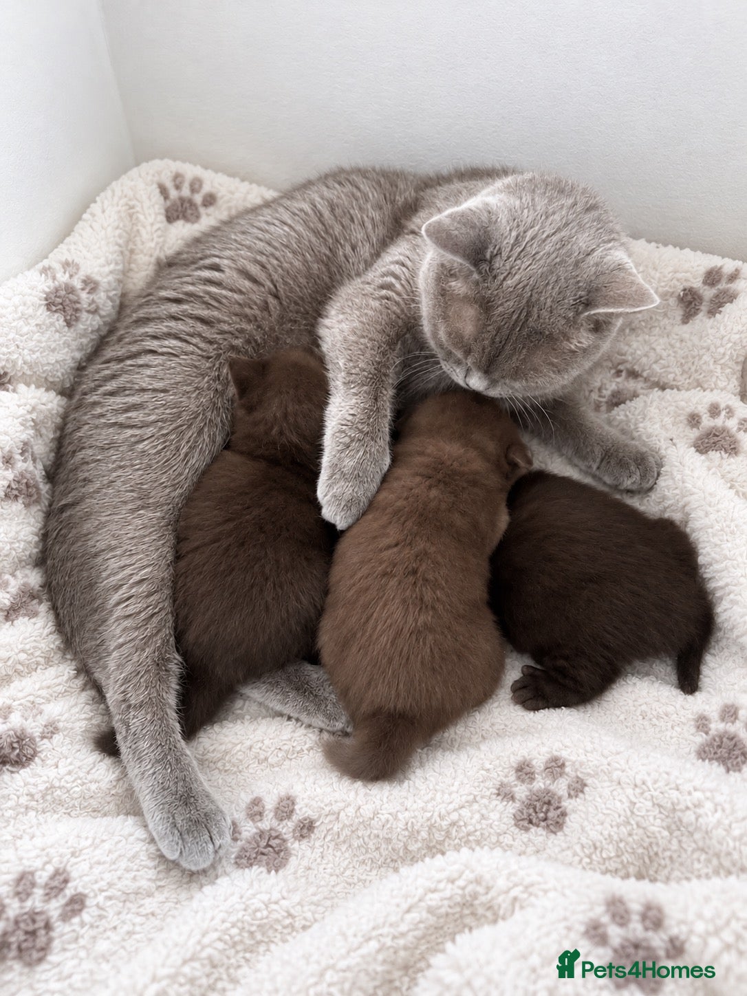 British Shorthair cats Chocolate British Shorthair AVAILABLE TICA Reg - Advert 1
