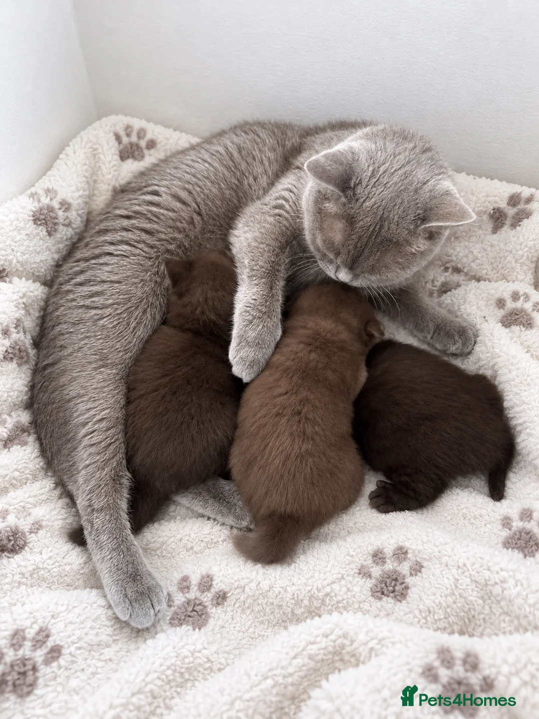 British Shorthair cats for sale: Chocolate British Shorthair AVAILABLE TICA Reg - Advert 1