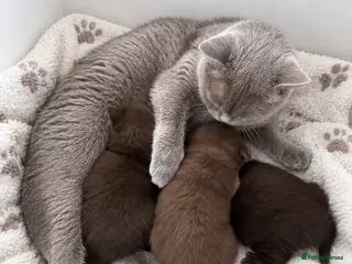 British Shorthair cats Chocolate British Shorthair AVAILABLE TICA Reg - Advert 1