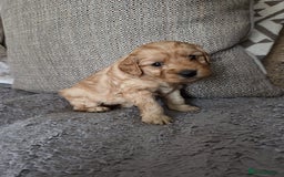 Cockapoo dogs for sale: Cockapoo Puppies  - Image 6