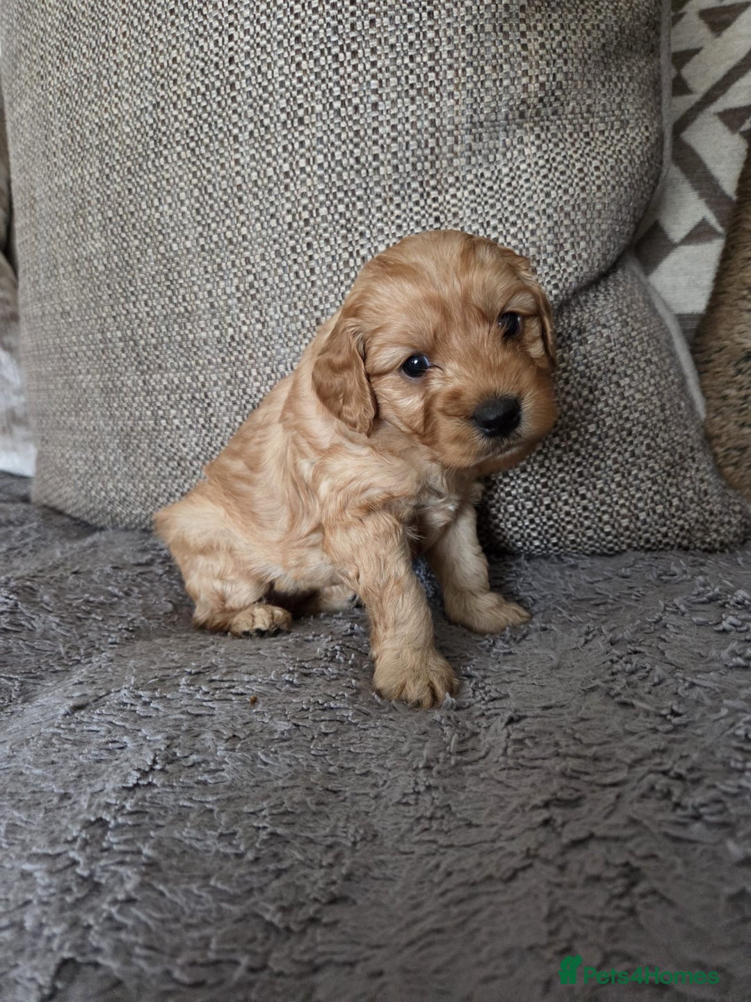 Cockapoo dogs for sale: Cockapoo Puppies  - Image 6