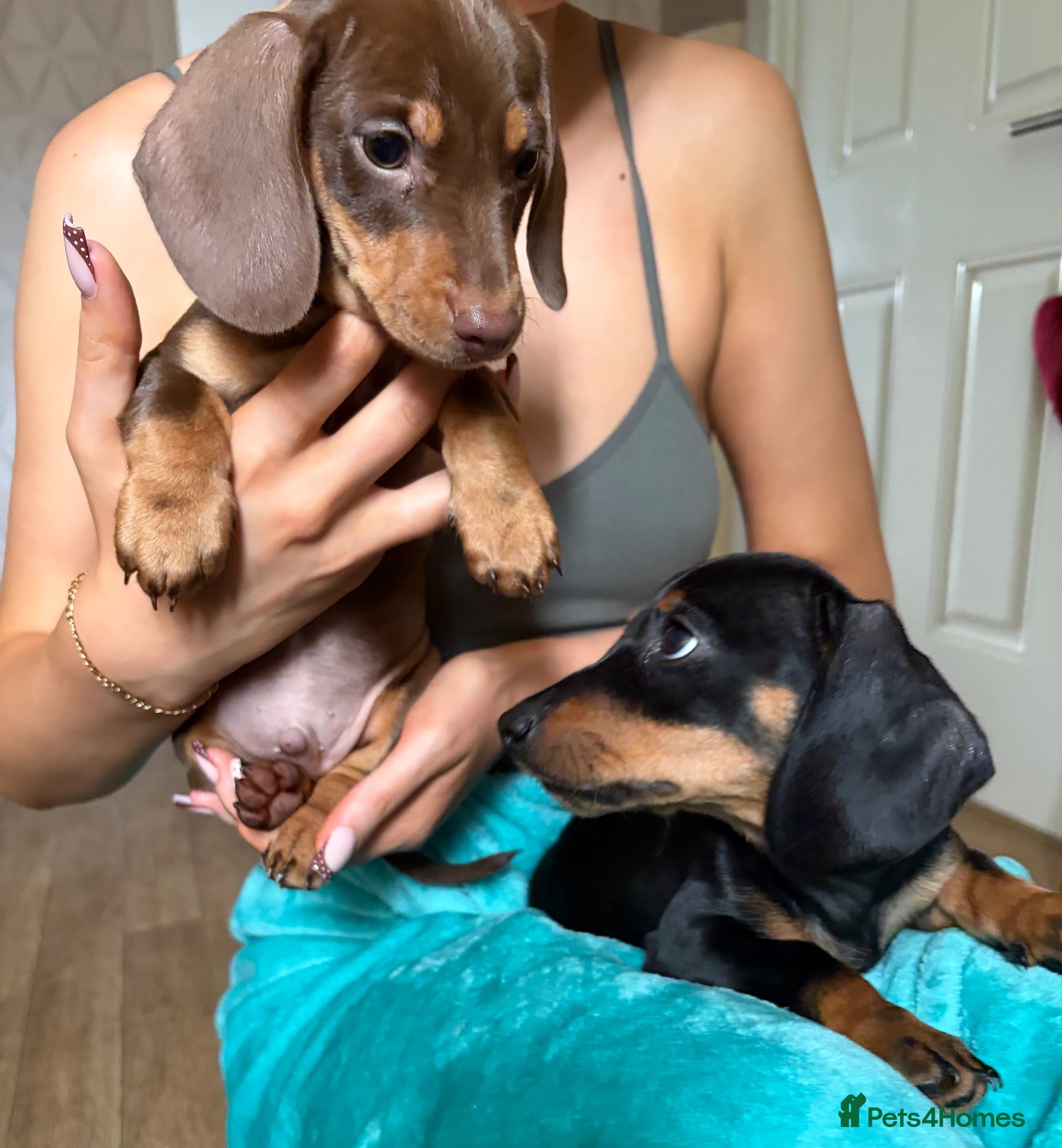 Dachshund dogs Milo and Dimple - Advert 3