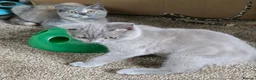 British Shorthair cats for sale: Beautiful BSH Kittens - Advert 7